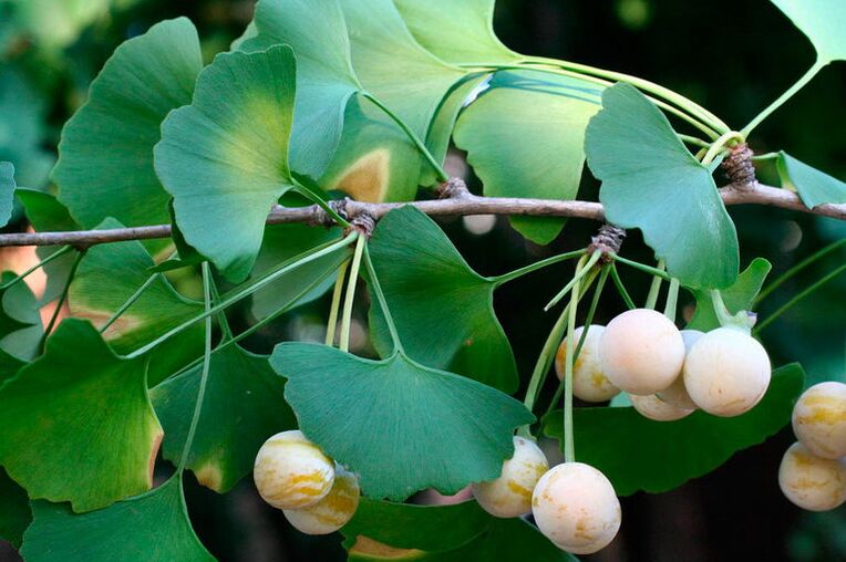 Ginkgo biloba - an exotic herb to improve strength