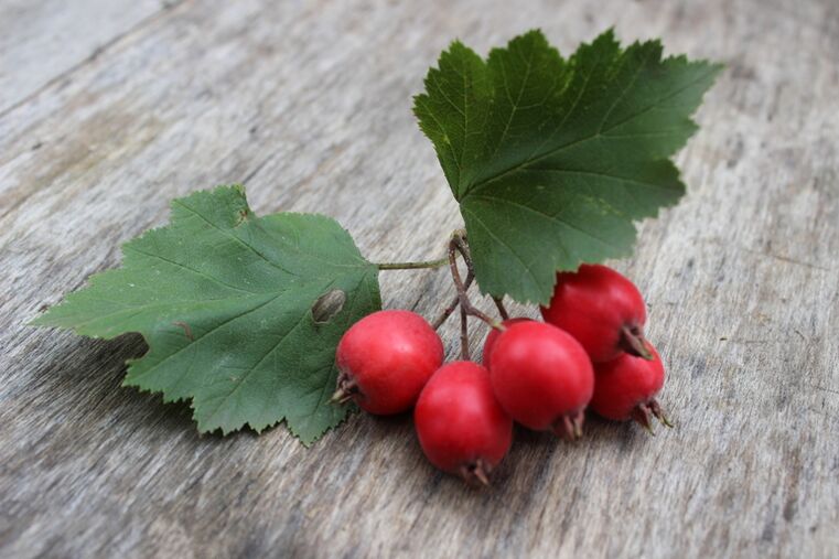 Hawthorn berries increase male libido and strengthen erection